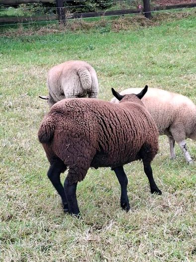 2  Butchers Lambs.