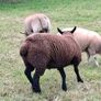 2  Butchers Lambs. Image 3