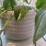 Epipremnum Aureum planter Image 3
