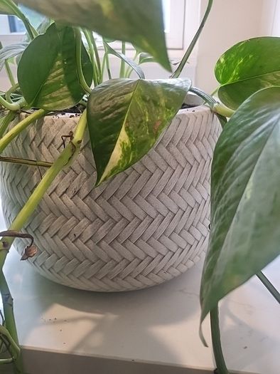 Epipremnum Aureum planter