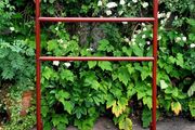 Antique handcarved chinese red laquered robe rail