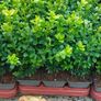 Box Hedging Image 9