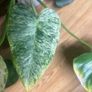 Philodendron Giganteum Blizzard Variegated Image 5