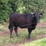 Pedigree Dexter Heifer Image 2