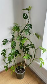 Large Philodendron with Ceramic Pot