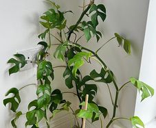 Large Philodendron with Ceramic Pot