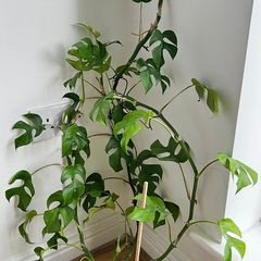 Large Philodendron with Ceramic Pot