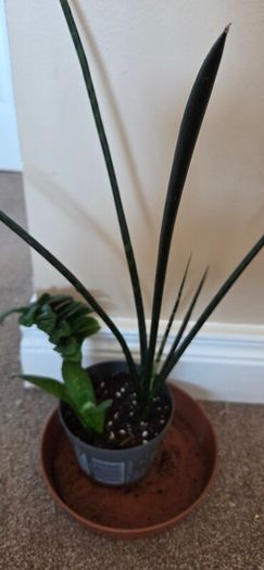 Plants set