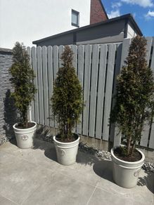 3 White Cedar Trees (No Pots)