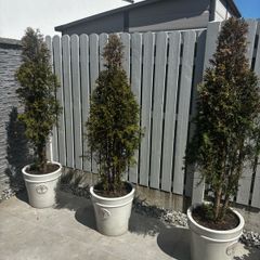 3 White Cedar Trees (No Pots)