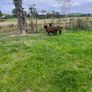 Black texel cross tip lamb , Image 6
