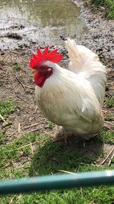 rooster
