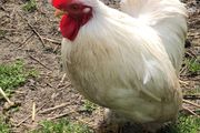 rooster