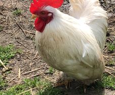 rooster