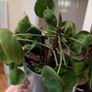 Chinese Money Plant (6 in one pot) icl. Pot Image 2
