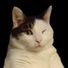 CatImAKittyCat