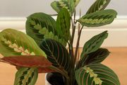 Maranta Leuconeura 'Fascinator Tricolor' (Pray Plant) in 12cm pot and 35cm in height