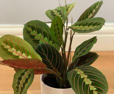 Maranta Leuconeura 'Fascinator Tricolor' (Pray Plant) in 12cm pot and 35cm in height
