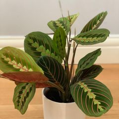 Maranta Leuconeura 'Fascinator Tricolor' (Pray Plant) in 12cm pot and 35cm in height