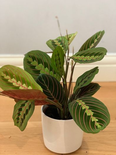 Maranta Leuconeura 'Fascinator Tricolor' (Pray Plant) in 12cm pot and 35cm in height