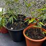 Gold Bamboo small plants Image 5