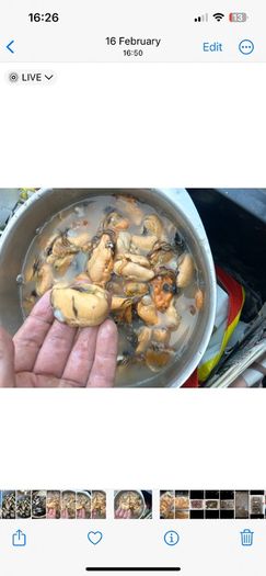 Live & frozen baits