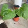 Beans Plant Image 3