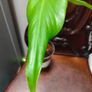 Monstera Burle Marx Flame rooting Image 8