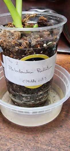 No.2 Philodendron Radiatum Variegated