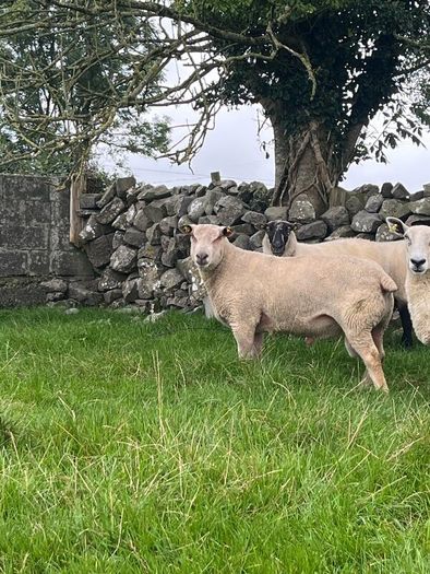 Charolias 5 star pure bred ram