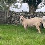 Charolias 5 star pure bred ram Image 2
