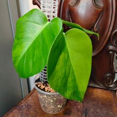 No.6 Monstera Green On Green