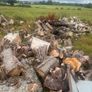 timber for sale Image 2