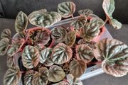 Peperomia Abricos baby plant - very rare