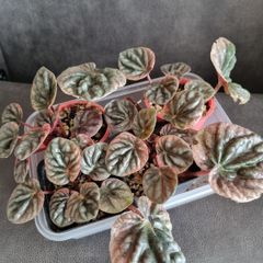 Peperomia Abricos baby plant - very rare