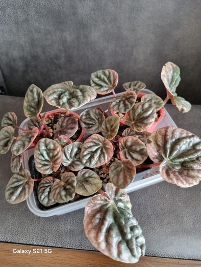 Peperomia Abricos baby plant - very rare