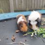 rehoming 2 Guinea pigs Image 2
