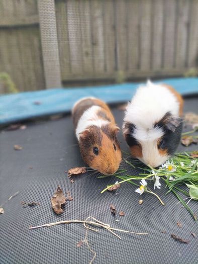 rehoming 2 Guinea pigs