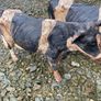 Pair Cast Iron Cow Figurines Rustic Big Size Farm Animal Image 3
