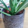 Indoor Plants Image 7