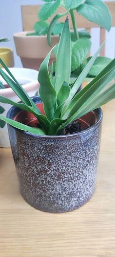 Indoor Plants