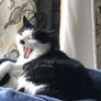cat Image 2