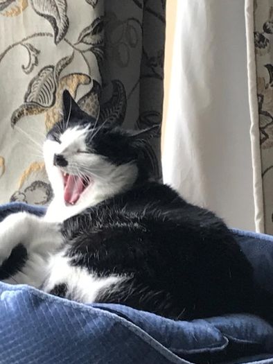 cat