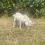 Twin Male Pigmy Goats Image 3