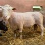 Dorset rams Image 5