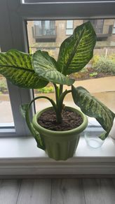 Large dieffenbachia indoor flower