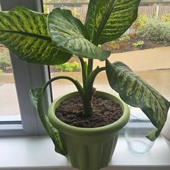 Large dieffenbachia indoor flower