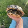 Free Turtle Image 2