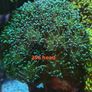 hammer coral frags Image 2
