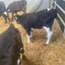 Fr Heifer calves Image 2
